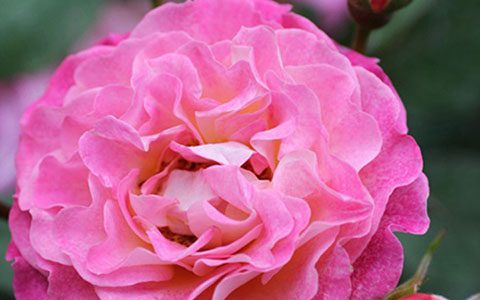 米歇尔·巴德罗西安