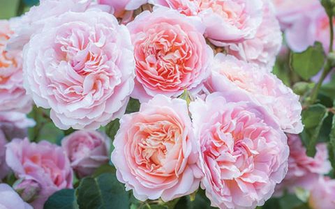 优丝塔夏福爱/尤泰莎菲月季的优缺点