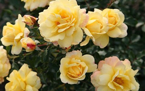 坎德拉月季的优缺点