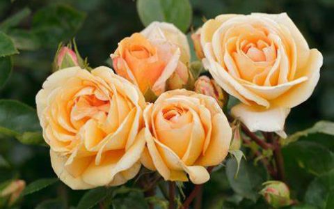 生生不息月季的优缺点