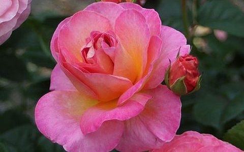 多恩堡城堡玫瑰