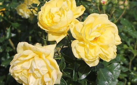 埃米尔·诺尔德