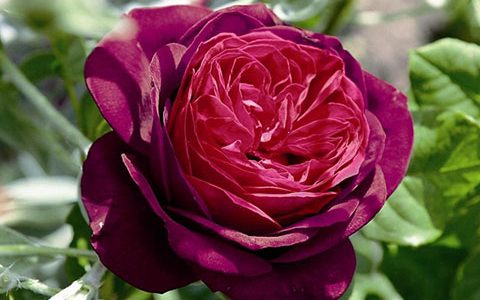 哈登伯格伯爵夫人