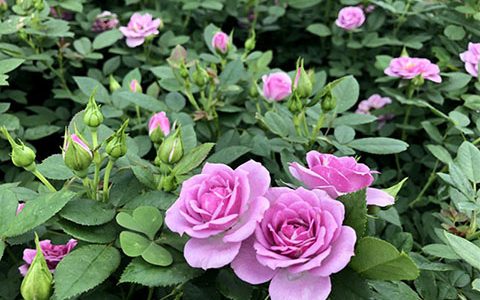 薰衣草门廊月季的优缺点