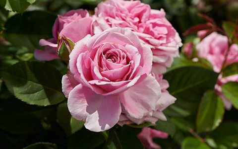 丹麦“米兰达”