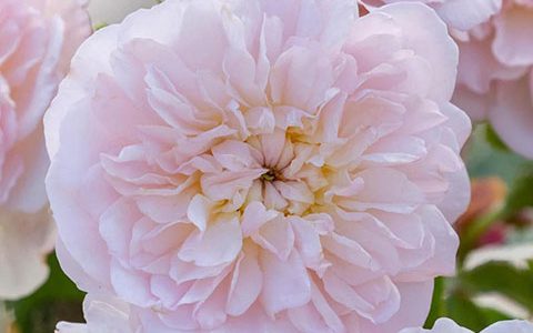 伊丽莎白月季的优缺点