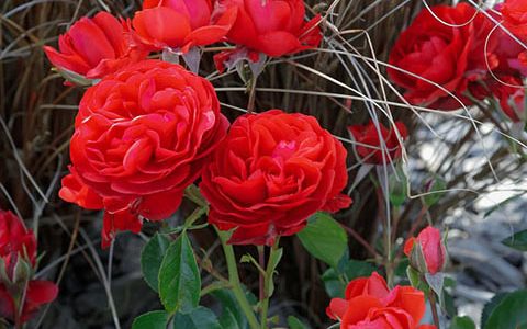 猩红伯尼卡和樱桃伯尼卡的区别