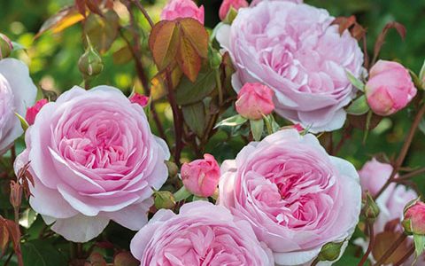 奥利维亚和凯丽的区别