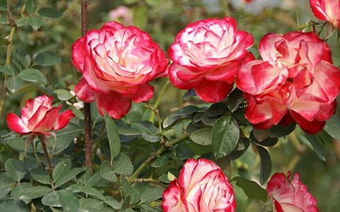 摩纳哥公爵月季能长多高