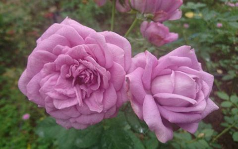 微蓝月季是藤本还是灌木