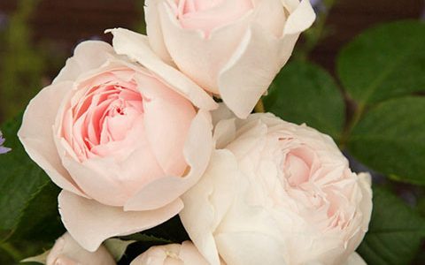 克里斯汀娜公爵夫人