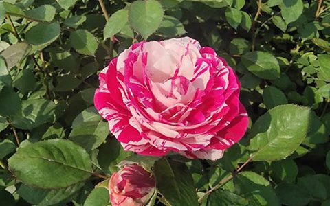 节日礼花与说愁月季的区别