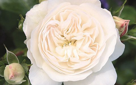 卡斯特鲁瑟·斯帕岑