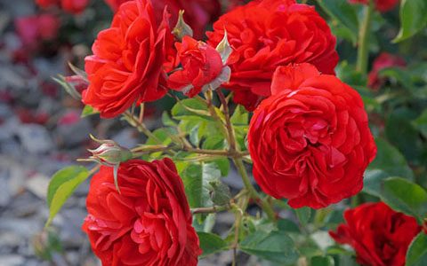 猩红伯尼卡月季怎么样