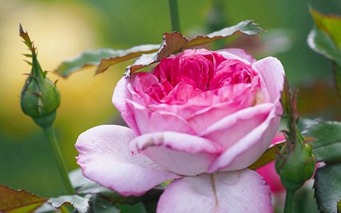 蓝莓蛋糕月季的优缺点