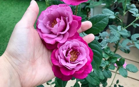 光明知更鸟月季耐晒吗