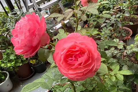 浪漫芭蕾