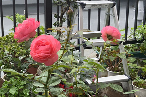 浪漫芭蕾