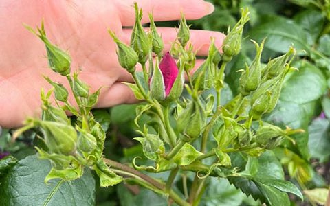 蓝色狂想曲月季丰花吗