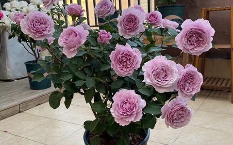 月季蜻蜓和蓝色风暴的区别