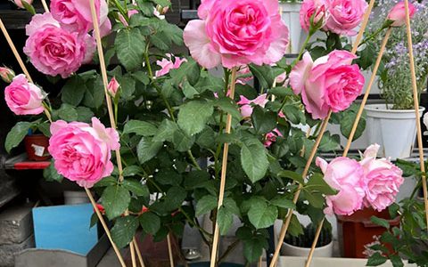 河本绊月季的优缺点