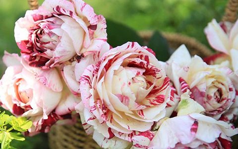 胡里奥月季是藤本还是灌木