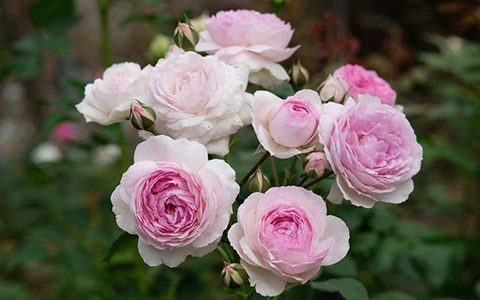 维萨里月季是藤本还是灌木