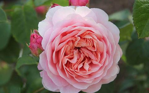 福爱月季值得入吗