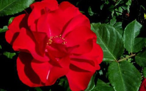 莫海姆/曼海姆月季的优缺点