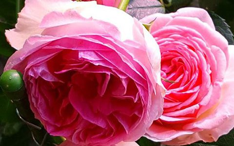 冬宫/艾米达吉月季的优缺点