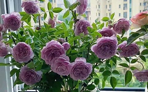 空蒙月季为什么贵