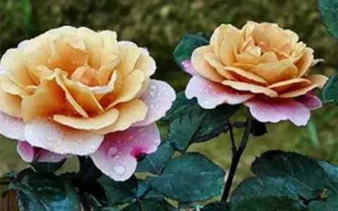 遥远的鼓声月季开花能开几天