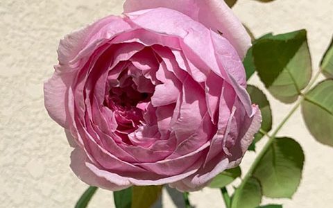 德·拉费尔伯爵