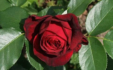 海军上将和黑巴克月季的区别