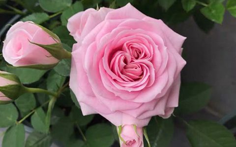 月季火烈鸟宝石花语是什么意思