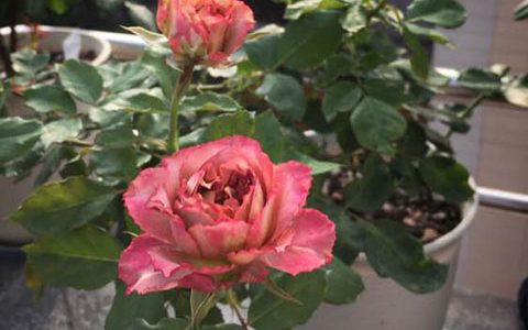 英伦节拍和拿铁咖啡月季的区别