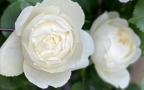 新天鹅古董和天鹅古董的区别