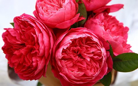 阿卡德米亚学院