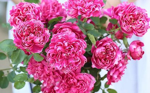 紫雾凝霜月季的优缺点