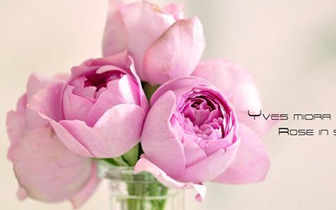 伊芙米欧拉月季的优缺点