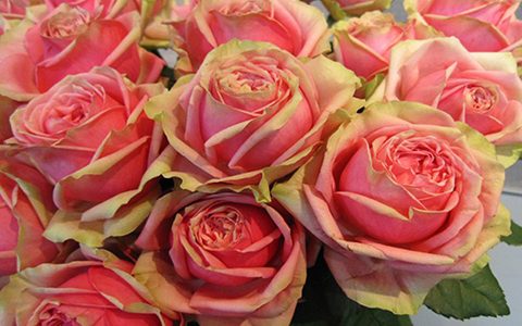 火龙果月季是藤本还是灌木