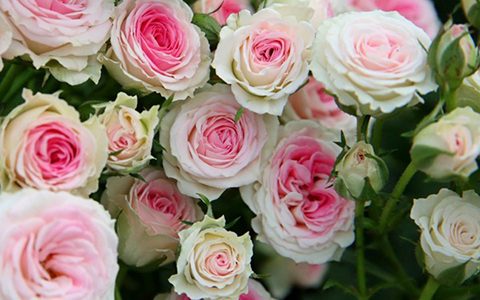 月季灌小伊能长多高