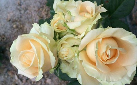 蜜桃雪山是不是香槟玫瑰