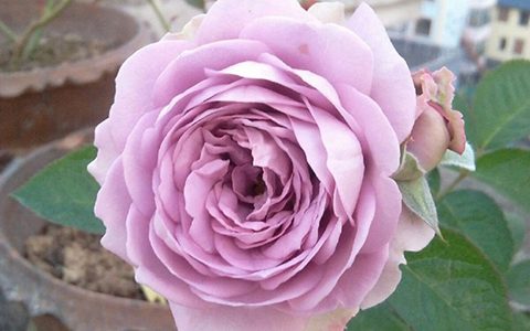 寂静月季的优缺点