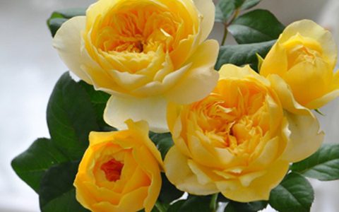 圣女贞德月季耐热耐晒吗