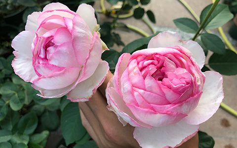 伊芙贵族香水月季适合广东种植吗，耐不耐晒