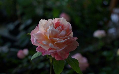 斑马耐心月季，一株可以开出不同颜色的花