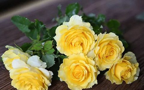 月季贝壳和阳光笑容的区别