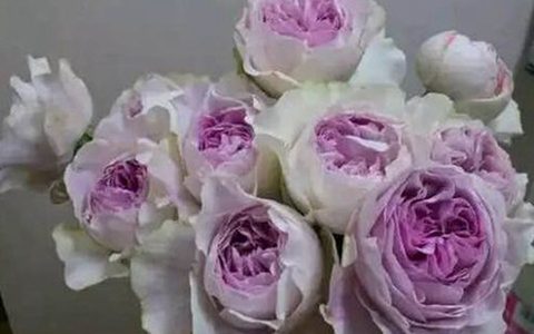 伊芙紫苑会变色吗