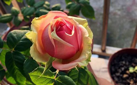 火龙果月季的优缺点